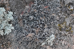 Lecidella carpathica