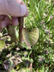 Reynoutria japonica