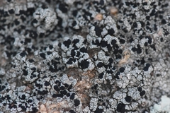 Lecidella carpathica