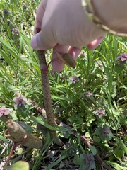 Reynoutria japonica