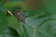 Euschistus carbonerus