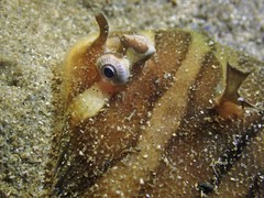 Soleichthys microcephalus