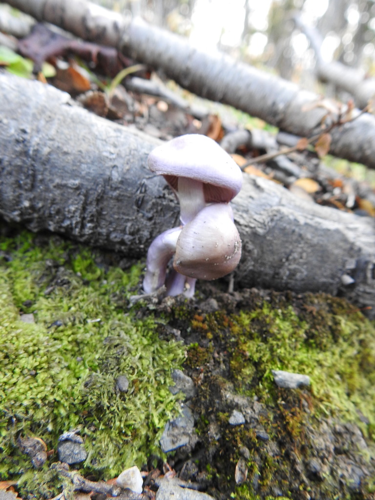 Thaxterogaster magellanicus · April 2022 · photo: © marreginas (iNaturalist, cc-by)