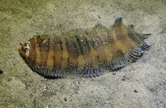 Soleichthys microcephalus