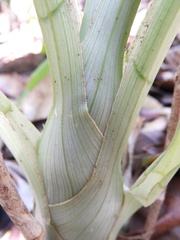 Catasetinae