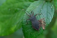 Anasa apicalis