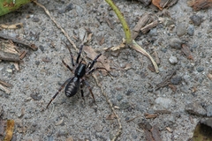 Ianduba