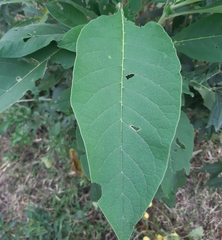 Solanum riparium