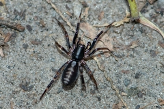 Ianduba