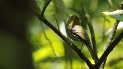 Empidonax flavescens