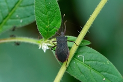 Anasa apicalis