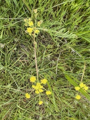 Lomatium bradshawii