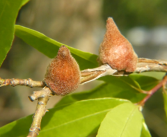 Callirhytis quercusventricosa