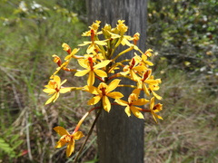 Epidendrum melinanthum