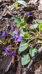 Viola septentrionalis