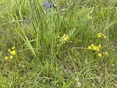 Lomatium bradshawii