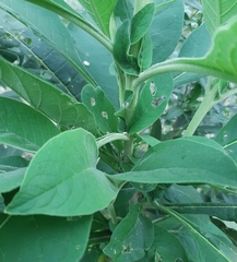 Solanum riparium
