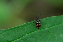 Neolema fasciata