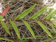 Epidendrum melinanthum