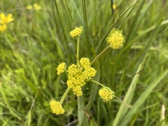 Lomatium bradshawii