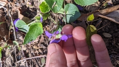 Viola septentrionalis