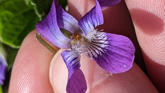 Viola septentrionalis