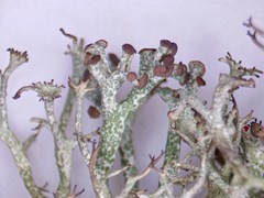 Cladonia amaurocraea