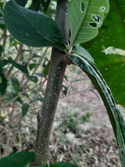 Solanum riparium