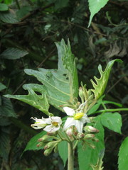 Solanum stellatiglandulosum