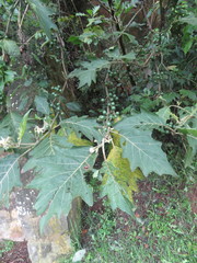 Solanum stellatiglandulosum