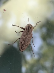 Chrysobothris dentipes