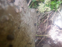 Triodopsis tridentata