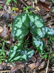 Asarum macranthum