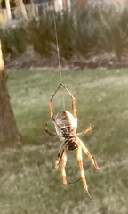 Trichonephila edulis