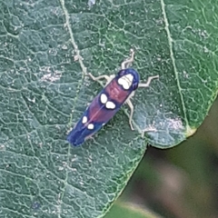 Erythrogonia comensa