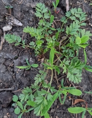 Potentilla supina