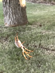 Trichonephila edulis