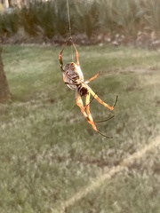 Trichonephila edulis