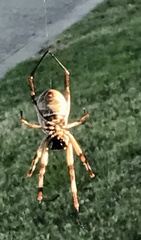 Trichonephila edulis