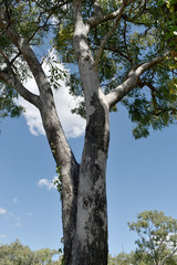 Eucalyptus leptophleba