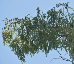 Eucalyptus leptophleba