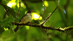 Catharus mexicanus