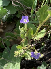 Phacelia viscida