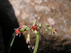 Tulbaghia ludwigiana