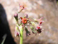 Tulbaghia ludwigiana