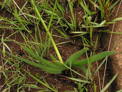 Tulbaghia ludwigiana
