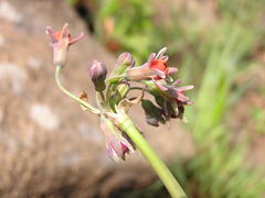 Tulbaghia ludwigiana