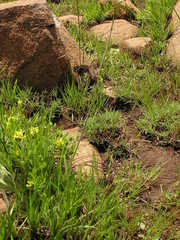 Tulbaghia ludwigiana