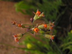 Tulbaghia ludwigiana