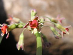 Tulbaghia ludwigiana